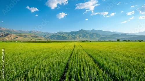 Rice field in the north of Iran photo