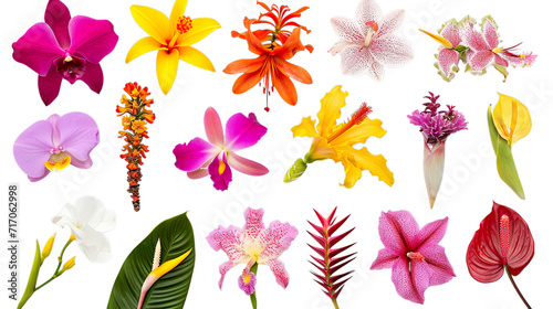 set of flowers  Collection of different colorful flowers  transparent background  isolated  png
