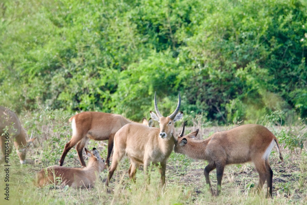 A herd of waterbucks