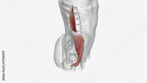 The iliopsoas muscle refers to the joined psoas major and the iliacus muscles .