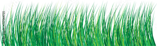 Green grass. Vector image on a transparent background.