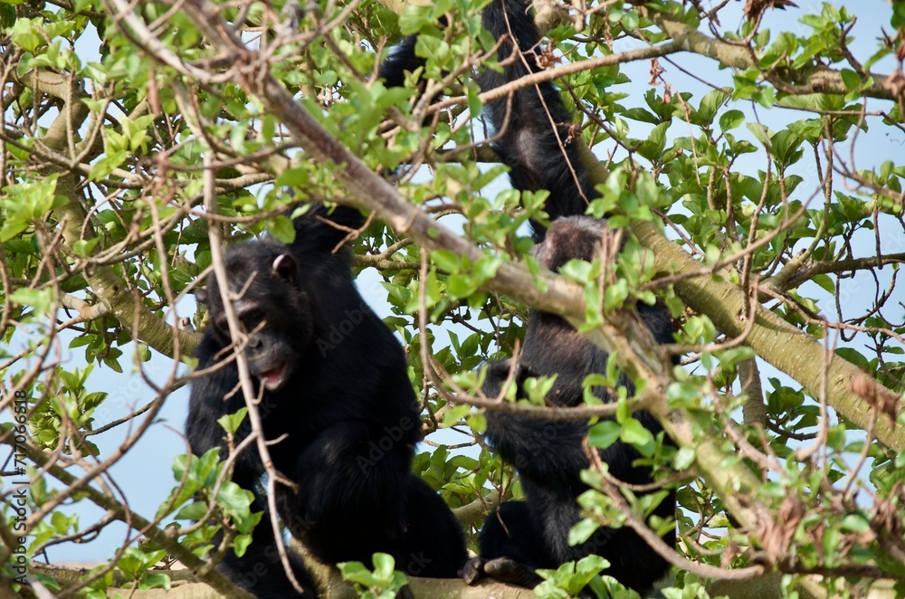 Obraz premium Chimpanzees sitting in a tree