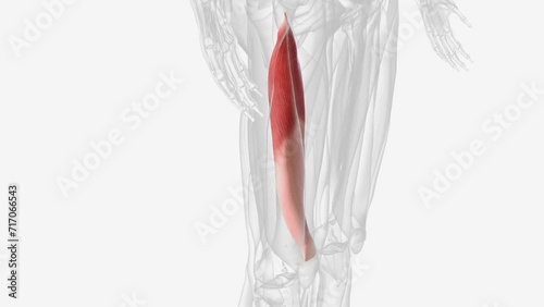 The vastus intermedius is an anterior thigh muscle part of the quadriceps femoris. photo