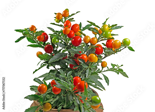 Früchte vom Korallenstrauch, Solanum pseudocapsicum