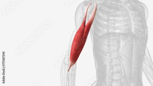 The biceps brachii (BB), commonly know as the biceps, is a large, thick muscle on the ventral portion of the upper arm . photo