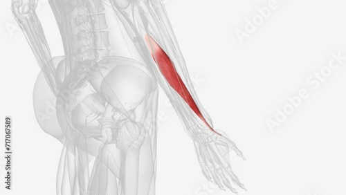 Abductor pollicis longus is a muscle found in the posterior compartment of the forearm . photo