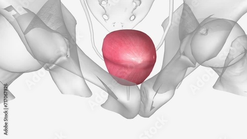 The urinary bladder is a hollow, spherical-shaped organ that holds urine . photo
