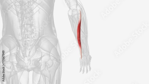 Extensor carpi ulnaris is a fusiform muscle in the posterior forearm . photo