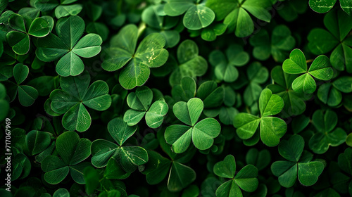 Real clover leaves for St. Patrick's Day. Selective focus.