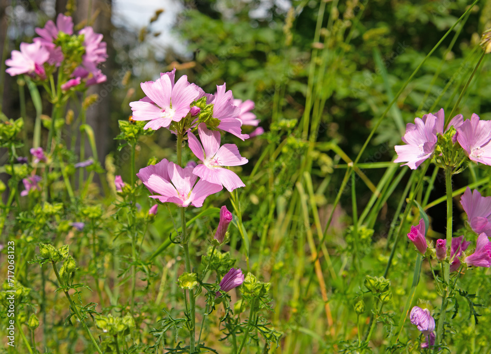 Fototapeta premium Blühende Malven, Malva, in einer Nahaufnahme