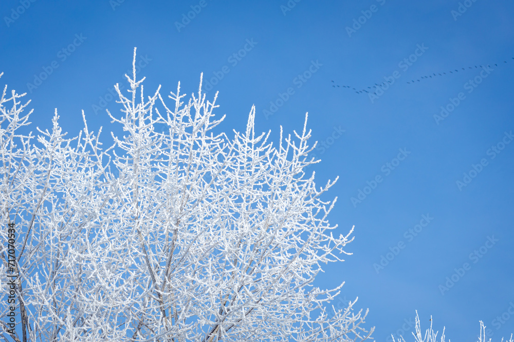 Tree with rime with blue sky in the background