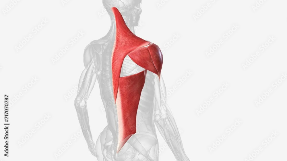 Superficial muscles of right shoulder . Superficial muscles of right shoulder .