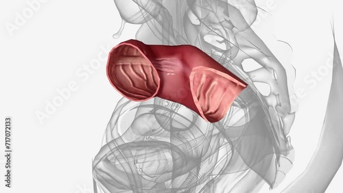 he sigmoid colon is the last part of the colon and connects to the rectum . photo