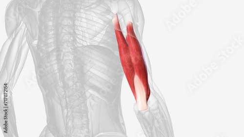 The triceps, or triceps brachii is a large muscle on the back of the upper limb of many vertebrates. photo
