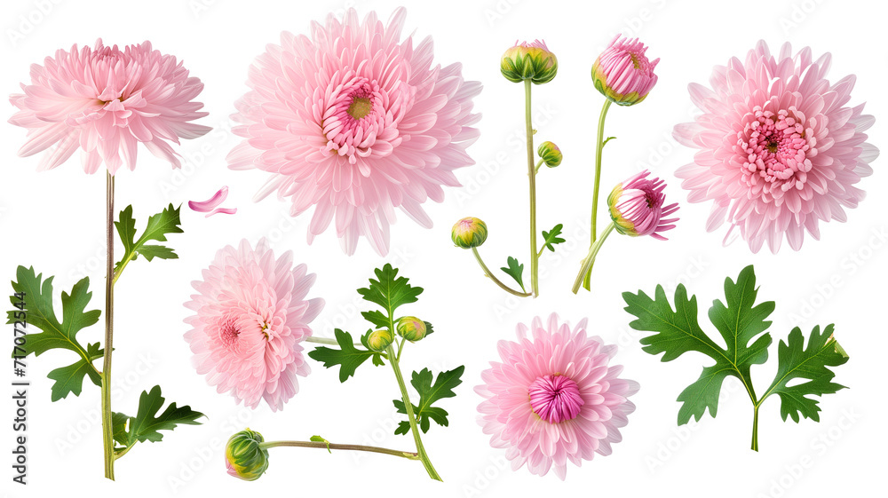 set collection of delicate pink chrysanthemum flowers, buds and leaves isolated over a transparent background - obrazy, fototapety, plakaty 