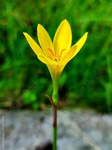 Zephyranthes citrina or yellow rain lily flower