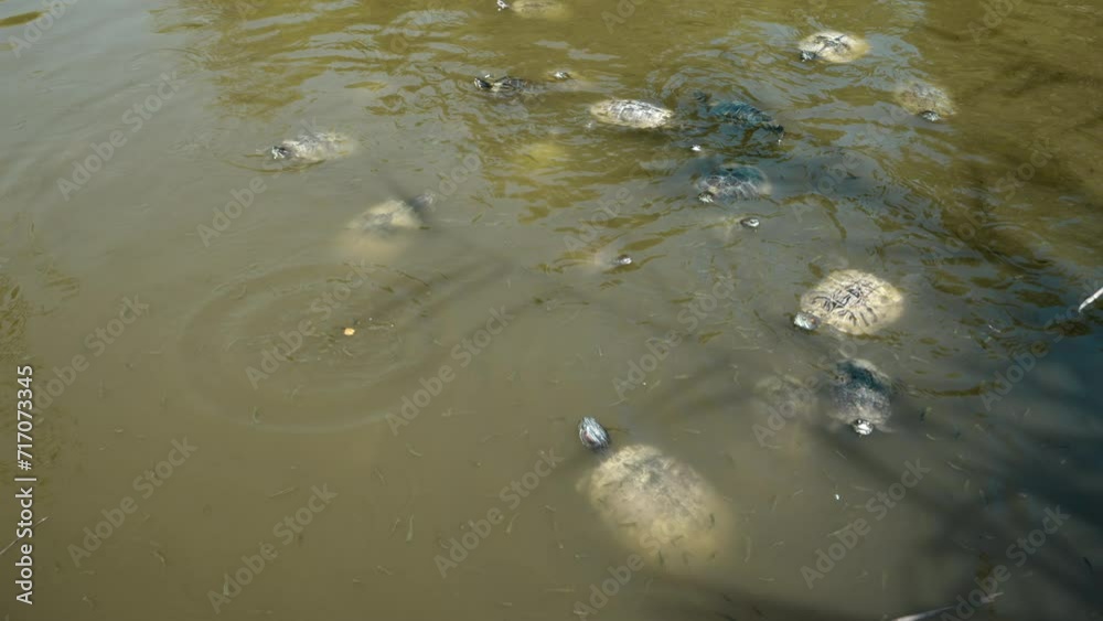 Lake with turtles in natural environment. Turtles swim for food in muddy fresh water on a sunny day in summer. Care and protection of wild animals Lake with turtles in natural environment. Turtles swim for food in muddy fresh water on a sunny day in summer. Care and protection of wild animals