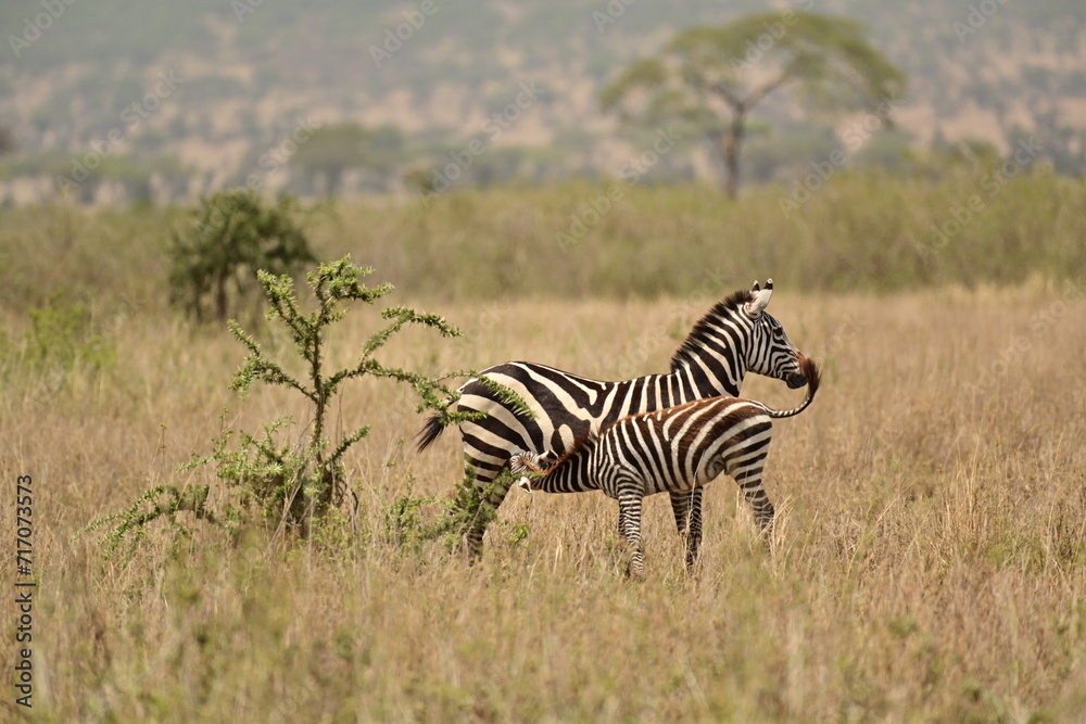 Baby zebra drinking from mother Baby zebra drinking from mother
