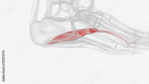 The abductor hallucis muscle, found in the first layer of muscles on the plantar aspect of the foot, inserts into the medial aspect of the base of the proximal photo
