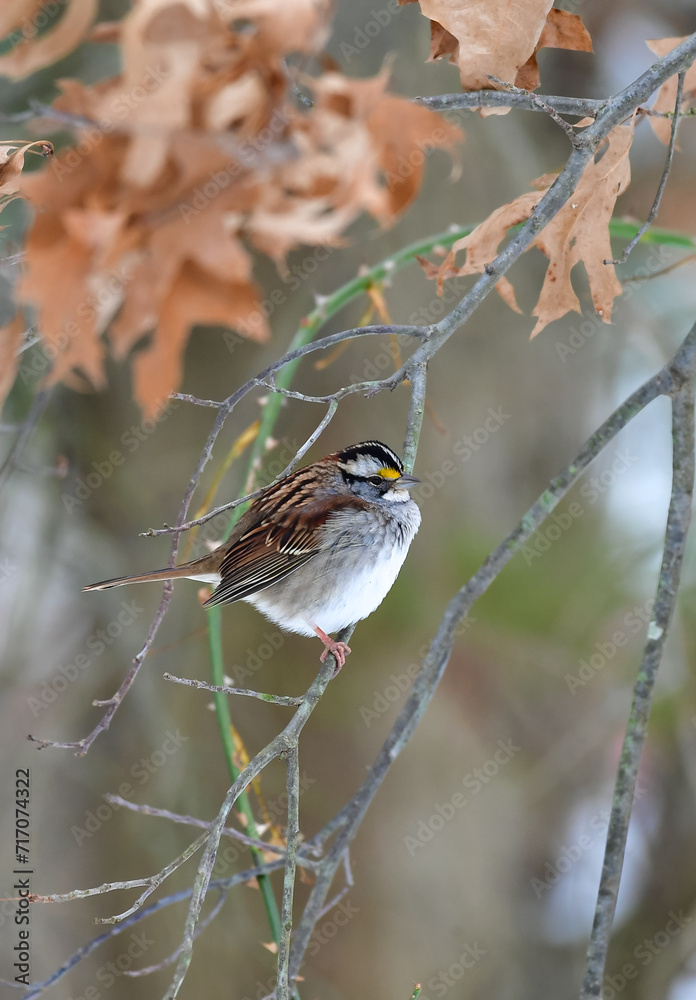 The white-throated sparrow (Zonotrichia albicollis) is a passerine bird, small songbird on a tree branch in winter The white-throated sparrow (Zonotrichia albicollis) is a passerine bird, small songbird on a tree branch in winter