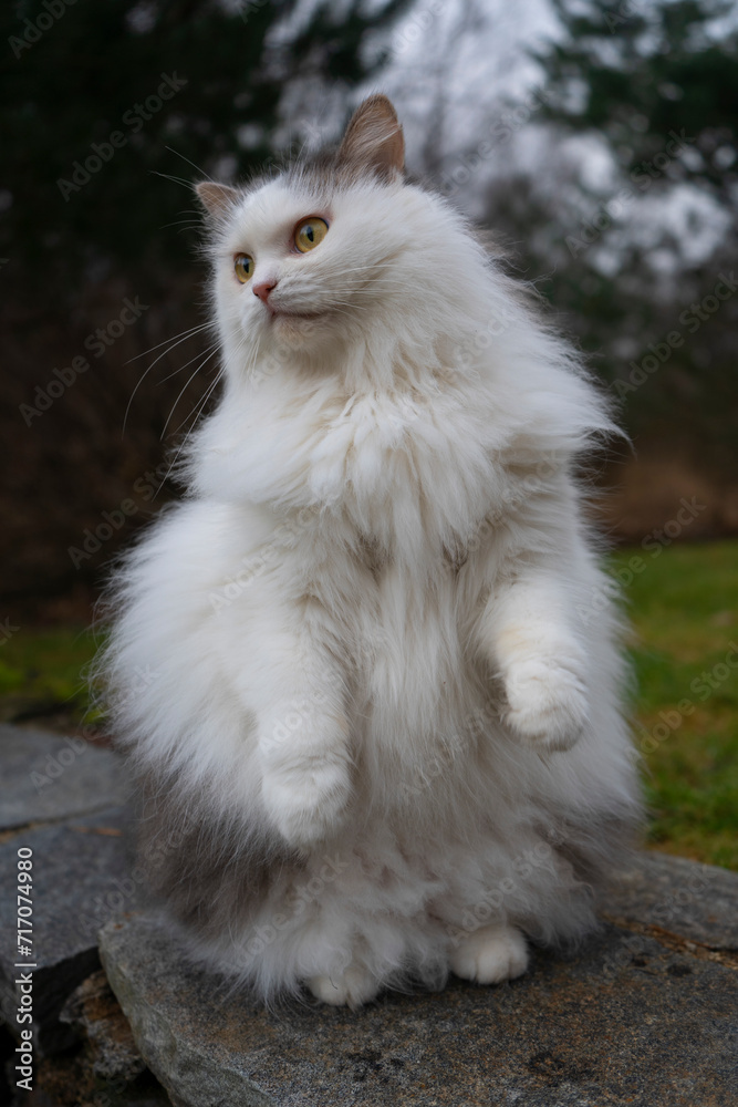 a fluffy white cat standing on its hind legs