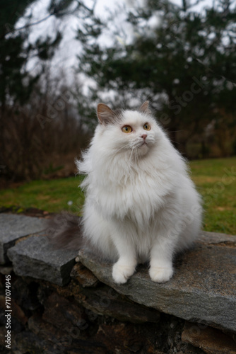 a white cat sitting on a stone wall © Zhanna