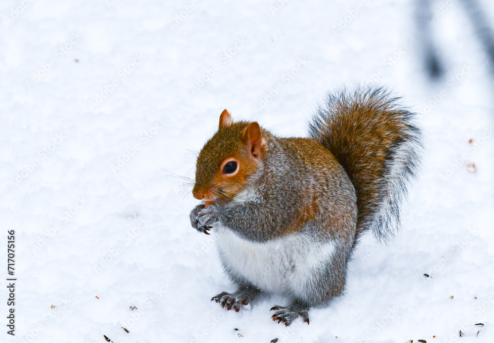 The eastern gray squirrel (Sciurus carolinensis), animal looking for food in winter, New Jersey The eastern gray squirrel (Sciurus carolinensis), animal looking for food in winter, New Jersey
