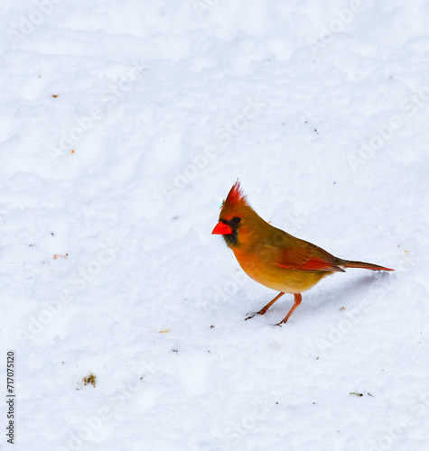 The northern cardinal (Cardinalis cardinalis), A female with pink plumage forages in the snow during winter in New Jersey © SVDPhoto