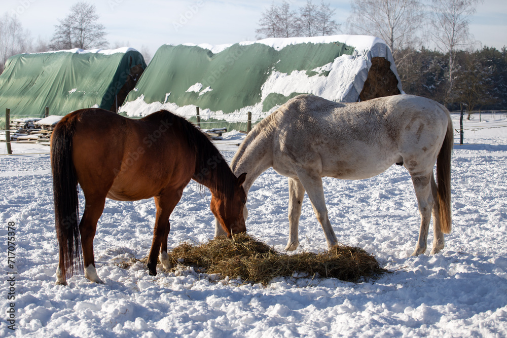 White and bay horse grazing in winter, snow. Background of stacks, stocks sitting down for the winter. Feeding horses in winter
White and bay horse grazing in winter, snow. Background of stacks, stocks sitting down for the winter. Feeding horses in winter

