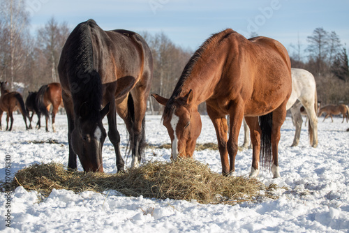 Wallpaper Mural Horses on a winter pasture on a sunny cold day, snow, hay, Torontodigital.ca