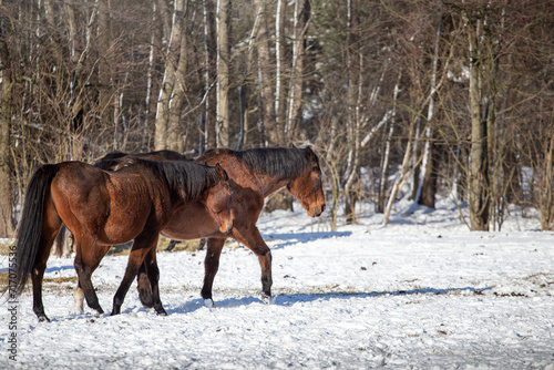 Horses on a winter pasture on a sunny cold day, snow, hay,