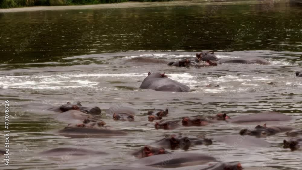 A group of old hippos (Hippopotamus amphibius) swimming around in a dirty and clouded lake. The animals swim to prevent their large bodies from overheating, only their heads and backs stick out. A group of old hippos (Hippopotamus amphibius) swimming around in a dirty and clouded lake. The animals swim to prevent their large bodies from overheating, only their heads and backs stick out.