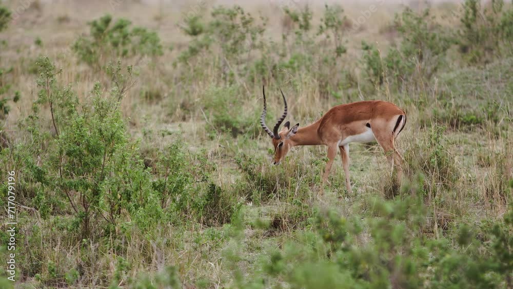 A gazelle (Gazella) with large and wavy horns walking through a sunny and grassy Kenyan savanna. A large group of black and whtie striped Zebras (Equus quagga) are grazing in the background. A gazelle (Gazella) with large and wavy horns walking through a sunny and grassy Kenyan savanna. A large group of black and whtie striped Zebras (Equus quagga) are grazing in the background.
