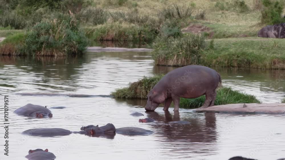 A group of old hippos (Hippopotamus amphibius) swimming around in a dirty and clouded lake. The animals swim to prevent their large bodies from overheating, only their heads and backs stick out. A group of old hippos (Hippopotamus amphibius) swimming around in a dirty and clouded lake. The animals swim to prevent their large bodies from overheating, only their heads and backs stick out.