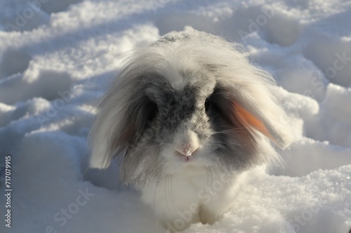 ram rabbit in the snow