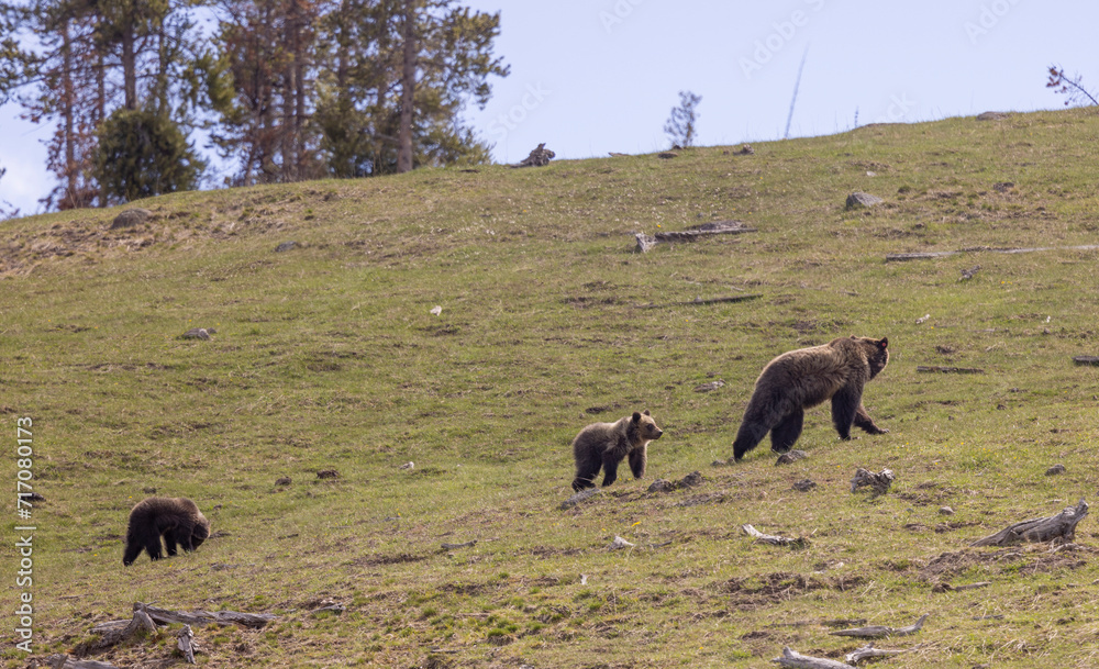 Grizzly Bear Sow and Cubs in Springtime in Yellowstone National Park Wyoming Grizzly Bear Sow and Cubs in Springtime in Yellowstone National Park Wyoming
