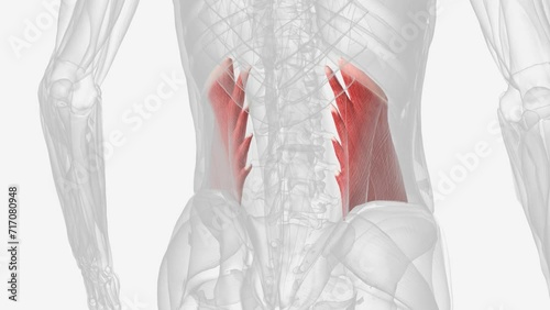 The Quadratus Lumborum (QL) is the deepest back muscle and originates . photo