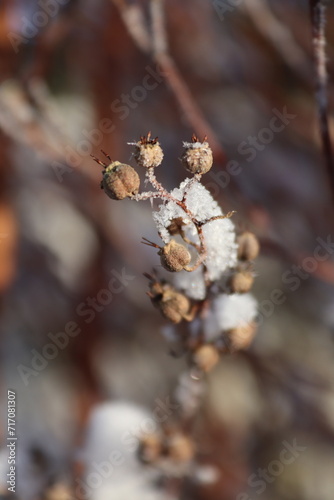 snow on a branch