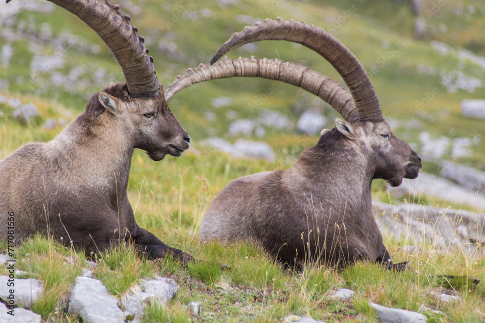 bouquetins allongés dans l'herbe dans les alpes dans le désert de Platé en été bouquetins allongés dans l'herbe dans les alpes dans le désert de Platé en été