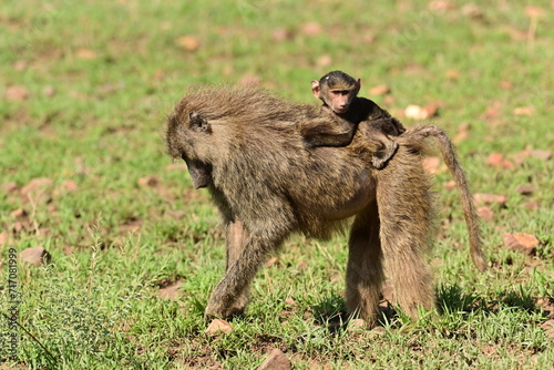 Baby baboon getting a ride