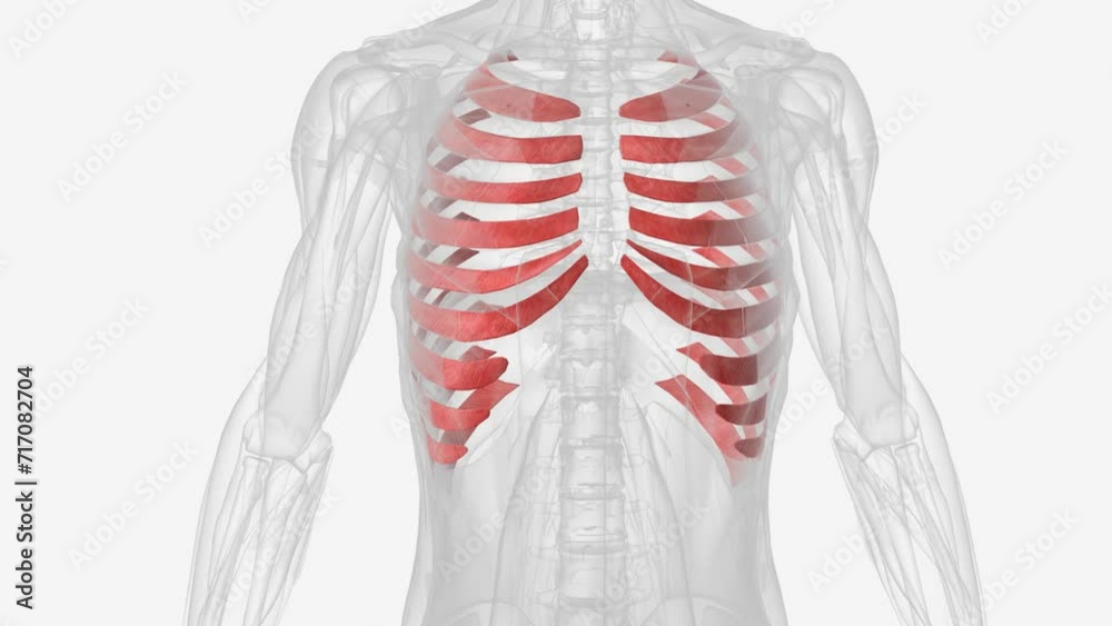 Vidéo Stock The internal intercostals pull down on the rib cage and ...