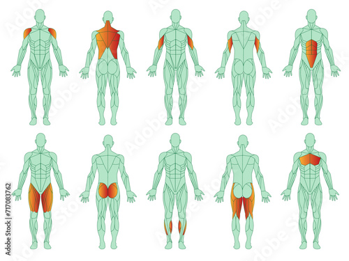 Muscles illustration icon set. Figure of man and with highlighted biceps, triceps, quadriceps, calf and latissimus dorsi. Cartoon flat vector set isolated on white background.Training and sports.