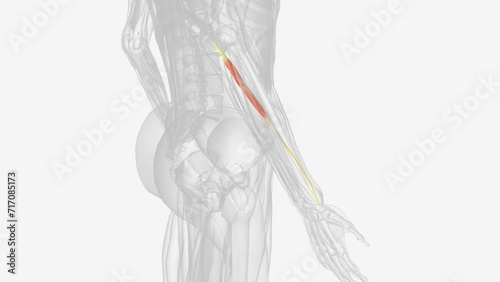 Palmaris longus is a slender, elongated, spindle shaped muscle, lying on the medial side of the flexor carpi radialis . photo