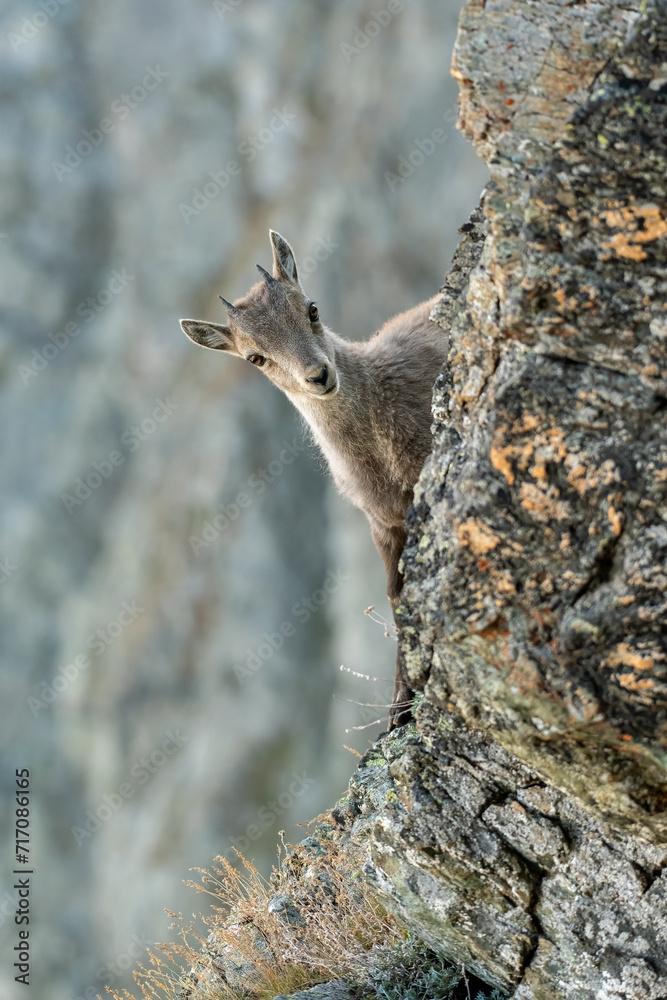 Alpine ibex cub (Capra ibex) climbing an incredibly steep cliff against blurred rock wall in the background, Alps Mountains, Italy.