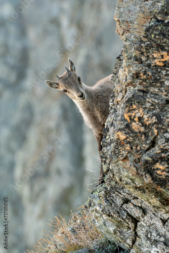 Obraz na płótnie Alpine ibex cub (Capra ibex) climbing an incredibly steep cliff against blurred rock wall in the background, Alps Mountains, Italy. w salonie