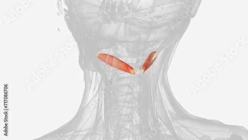 The obliquus capitis inferior muscle is a muscle in the upper back of the neck. photo