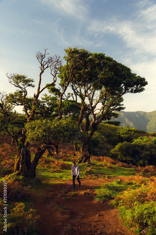 Fototapeta premium Persona paseando sobre un bosque centenario