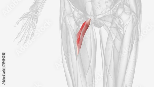 The adductor brevis is a muscle in the thigh situated immediately deep to the pectineus and adductor longus . photo