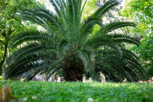 Lush Green Palm Fan Out in a Verdant Park  Nature s Canopy Creating a Tranquil Scene