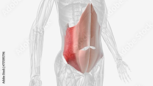 The transversus abdominis (TrA) muscle is the deepest of the 6 abdominal muscles . photo
